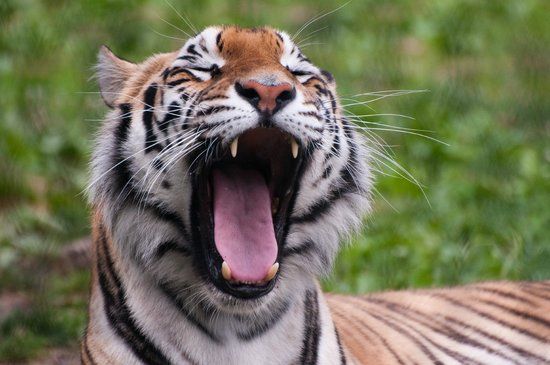 Zoo de Franklin Park